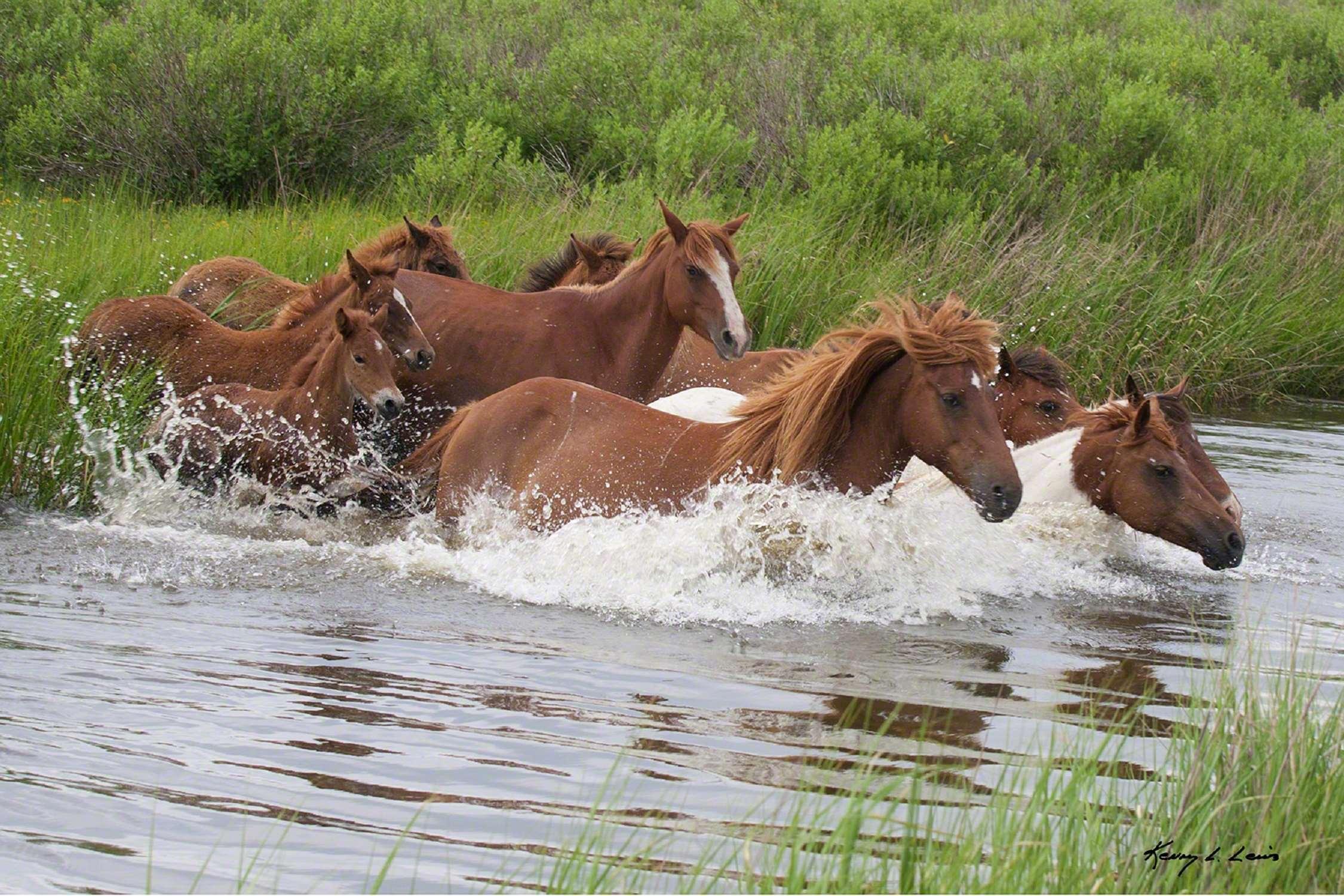 Hampton Inn & Suites Chincoteague-Waterfront, Va Dış mekan fotoğraf